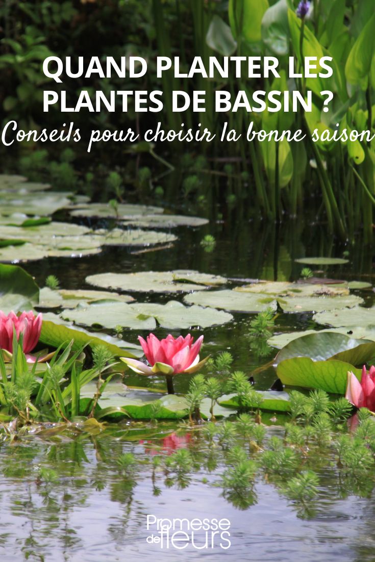 plantas acuáticas