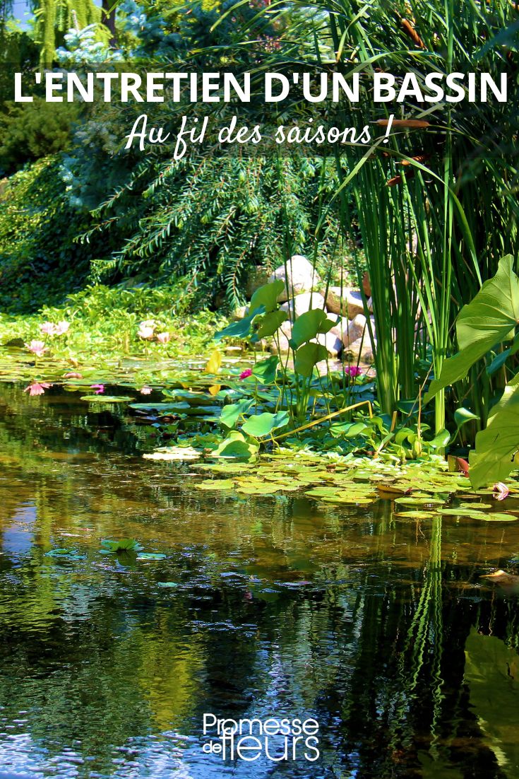 mantenimiento de un estanque en invierno, verano, otoño, primavera