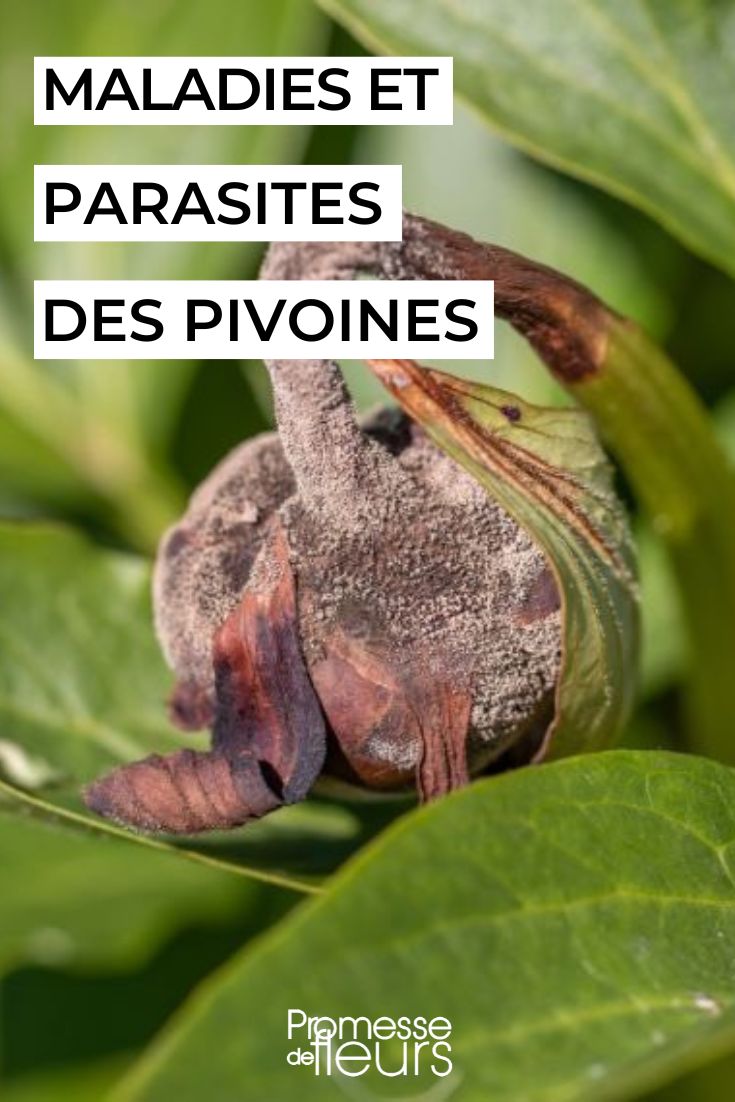 enfermedad de la peonía