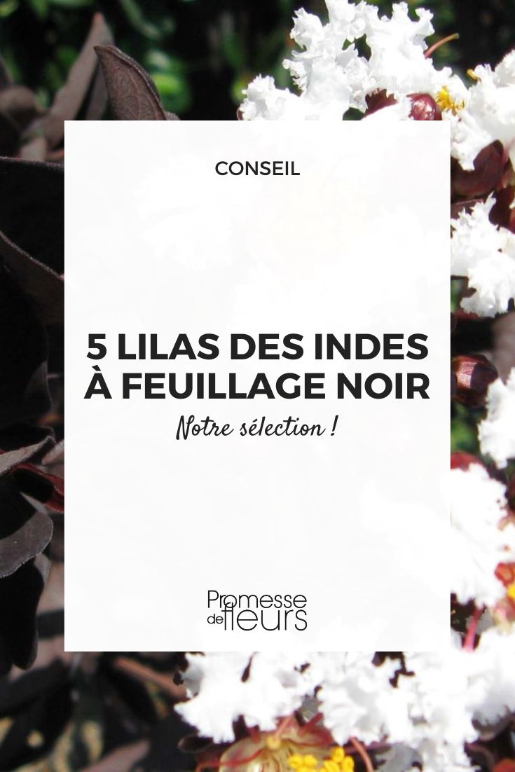 Lagerstroemia indica Black Diamond® ‘Pure White’  

(Traducción: El nombre científico y la marca registrada se mantienen igual en español, ya que son nombres propios de la variedad de planta. No requiere adaptación.)  

Si necesitas una descripción o texto adicional sobre esta variedad para traducir, por favor proporciónalo y lo adaptaré al español respetando los términos técnicos y el estilo adecuado para jardinería.
