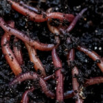 Lombricompostaje: 5 errores que debes evitar para lograr un compost exitoso