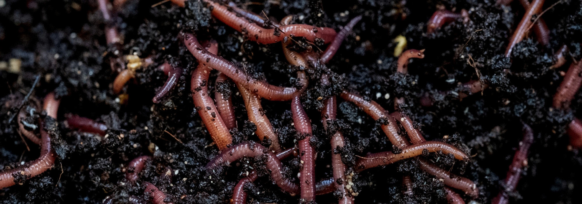 Lombricompostaje: 5 errores que debes evitar para lograr un compost exitoso