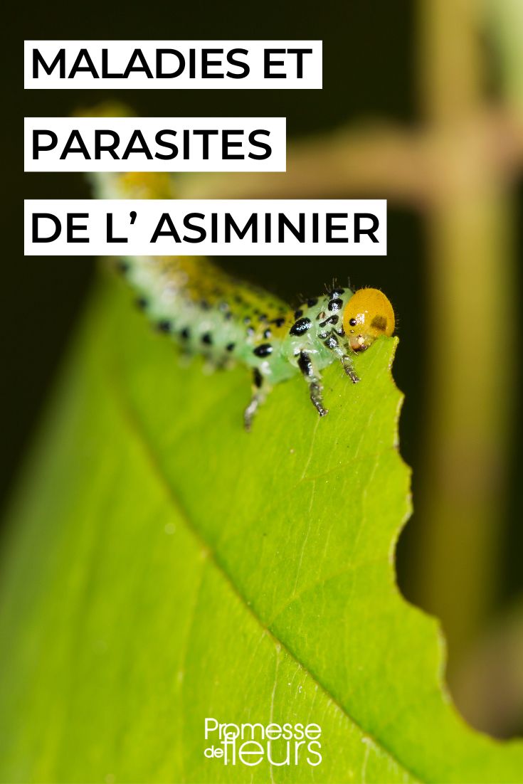 tenthrède (en español: "tentredín" o "mosca de sierra")