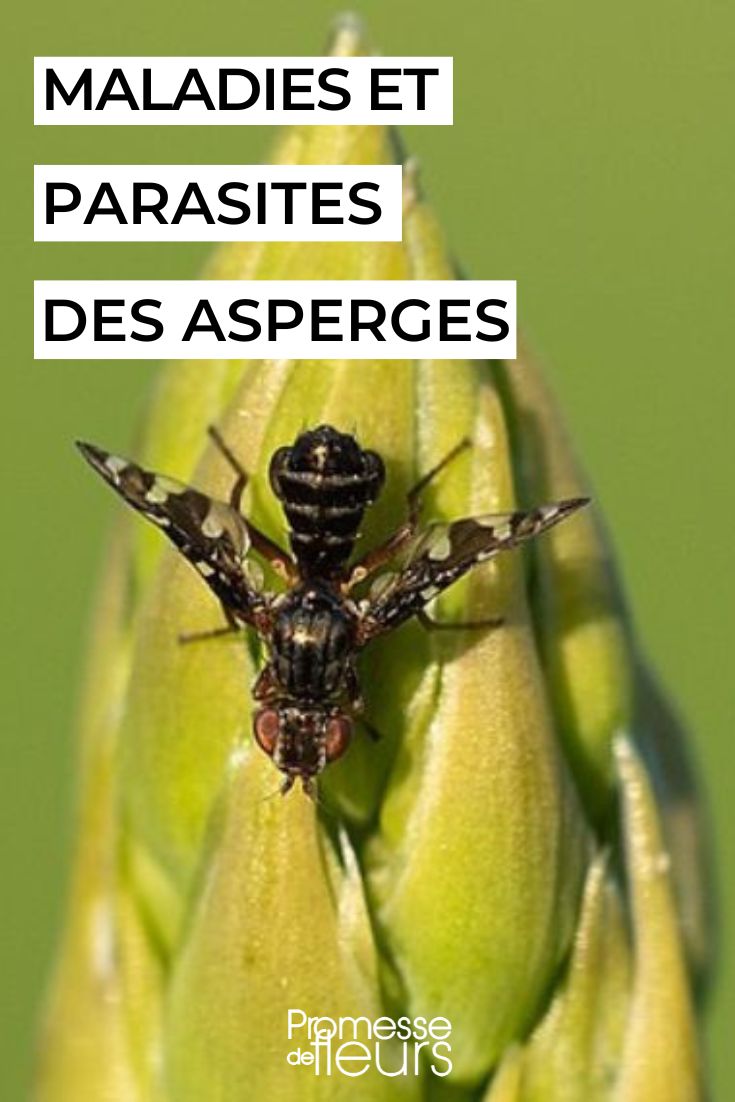 mosca del espárrago