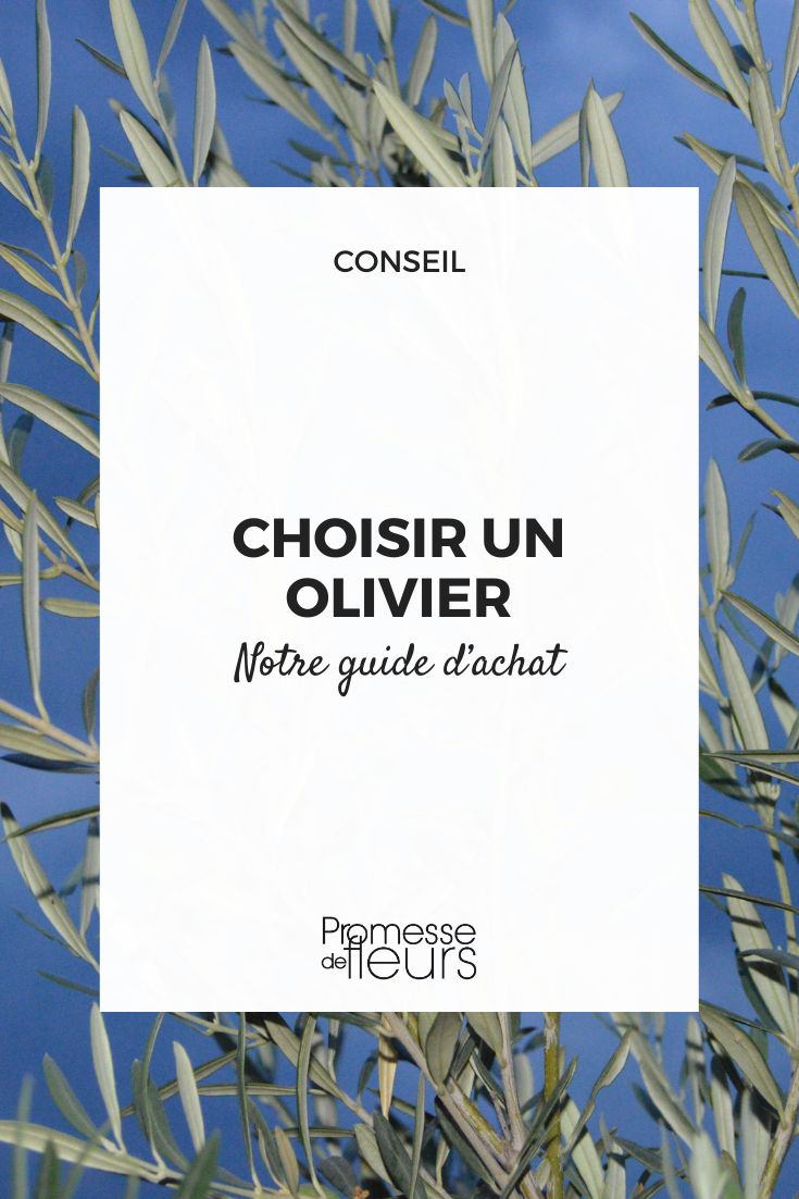 # Cómo elegir un olivo

Los olivos son árboles emblemáticos del Mediterráneo, apreciados por su elegancia, su longevidad y por supuesto, por sus deliciosas aceitunas. Si deseas plantar un olivo en tu jardín, aquí tienes algunos consejos para elegir el ejemplar perfecto.

## 1. Determina el uso que le darás
- **Olivo ornamental**: Busca variedades con porte escultórico y follaje plateado decorativo
- **Olivo productor**: Elige variedades adaptadas a la producción de aceitunas o aceite
- **Bonsái**: Algunas variedades enanas son perfectas para cultivo en maceta

## 2. Considera el clima
Los olivos adoran:
- Climas mediterráneos (cálidos y secos)
- Mucha luz solar
- Suelos bien drenados

En regiones más frías, opta por variedades resistentes o considera cultivarlo en maceta para protegerlo en invierno.

## 3. Elige la variedad adecuada
Algunas variedades populares:
- **'Aglandau'**: Resistente al frío, buena producción
- **'Cipressino'**: Porte columnar, ideal para pequeños espacios
- **'Picholine'**: Muy ornamental, aceitunas verdes

## 4. Examina el ejemplar
Al comprar, verifica:
- Raíces sanas y bien desarrolladas
- Tronco y ramas sin heridas ni enfermedades
- Follaje denso y de color gris plateado característico

## 5. Decide el formato de compra
- **Árbol joven**: Más económico pero tardará en dar frutos
- **Ejemplar adulto**: Impacto inmediato pero más costoso
- **Olivo centenario**: Para un efecto espectacular, pero requiere mayor inversión

Con estos consejos, podrás seleccionar el olivo perfecto que adornará tu jardín durante décadas, quizás incluso siglos, ya que estos magníficos árboles pueden vivir más de 1,000 años.