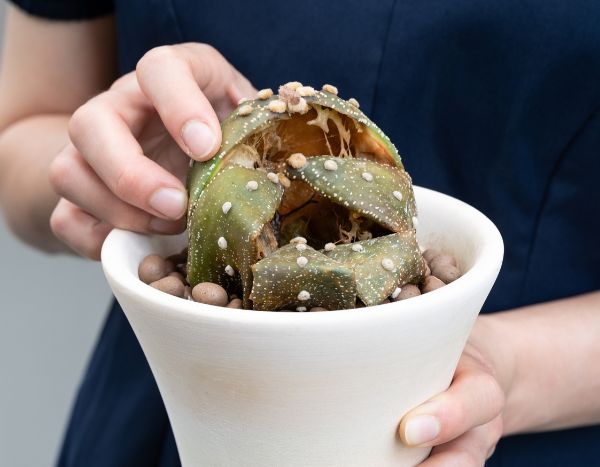 Cómo estropear el cuidado de tus cactus y plantas suculentas en 6 lecciones
