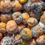 ¿Cómo arruinar la conservación de tus cosechas?