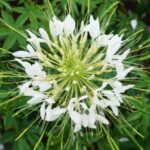 ¿Cómo sembrar Cleome?