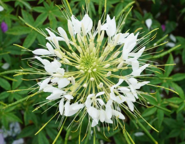 ¿Cómo sembrar Cleome?