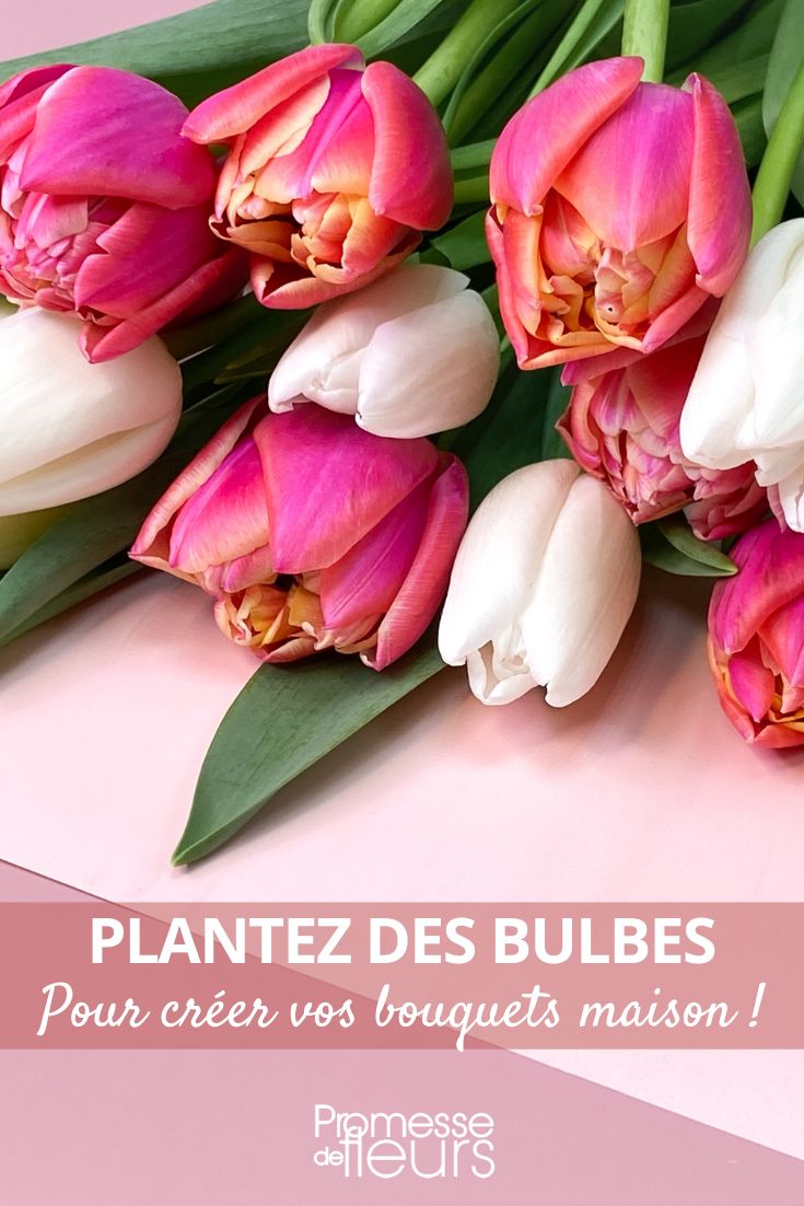 tulipanes