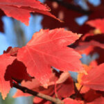 ¿Por qué mi arce no se pone rojo?