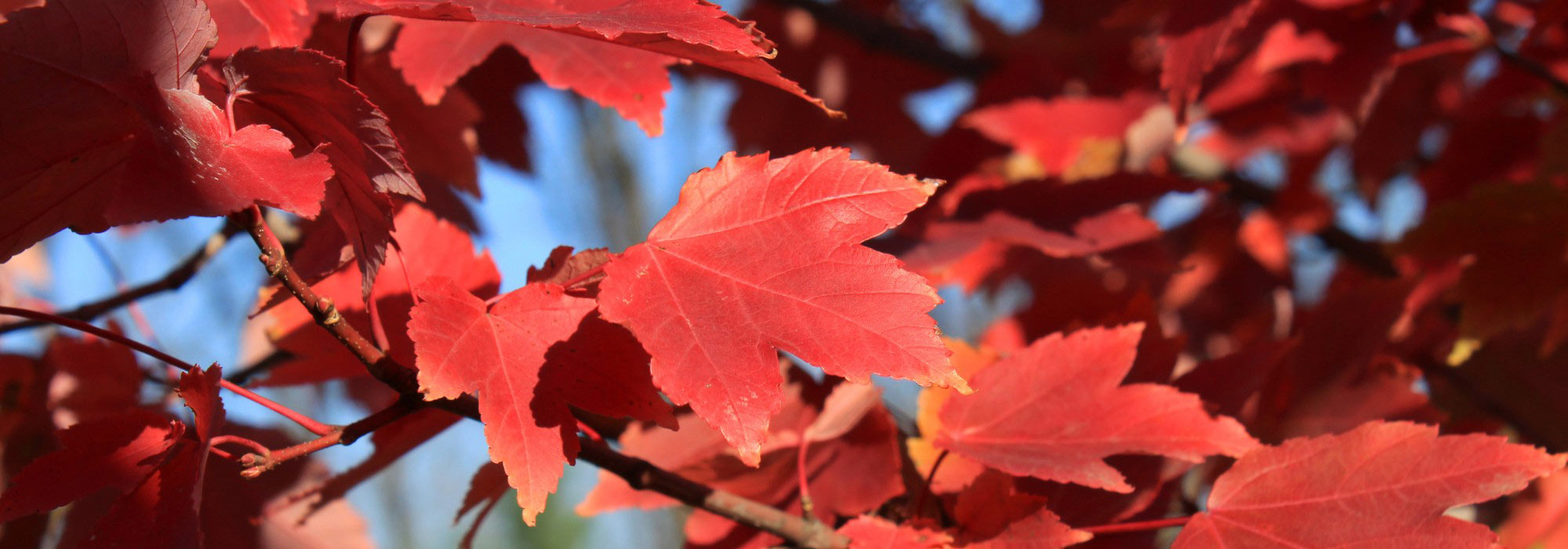 ¿Por qué mi arce no se pone rojo?