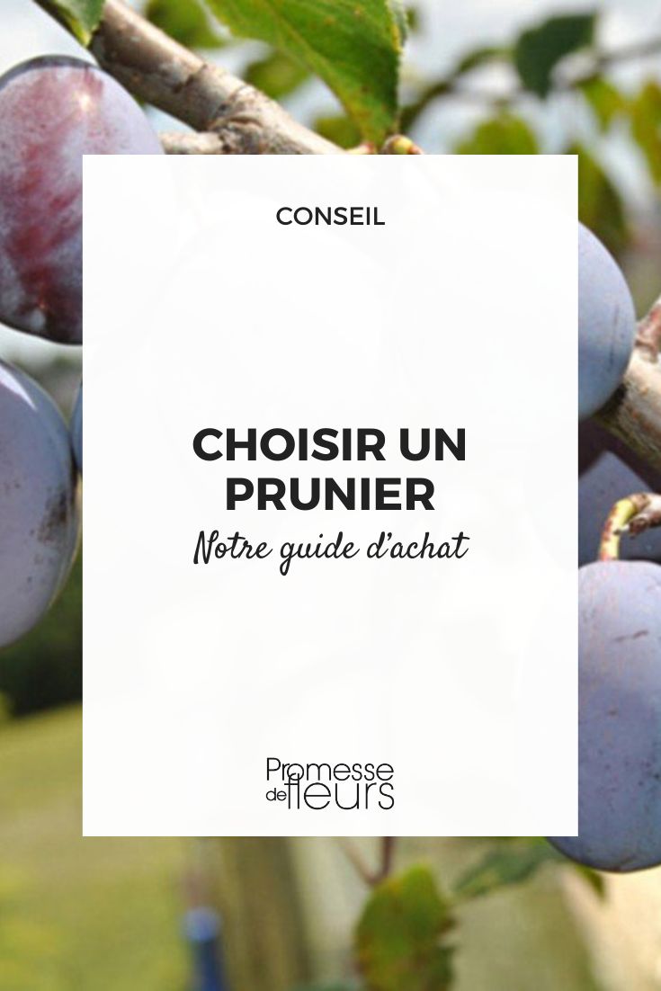 Prunus