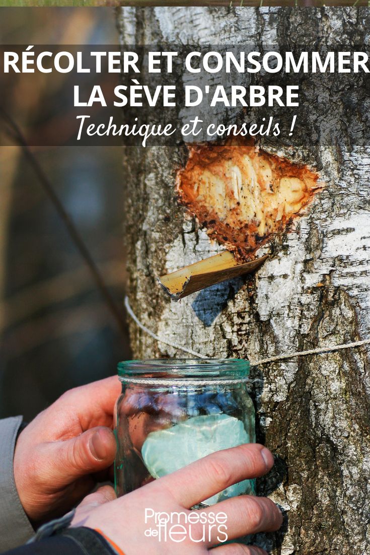 cómo recolectar la savia