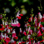 5 salvia para cultivar en maceta