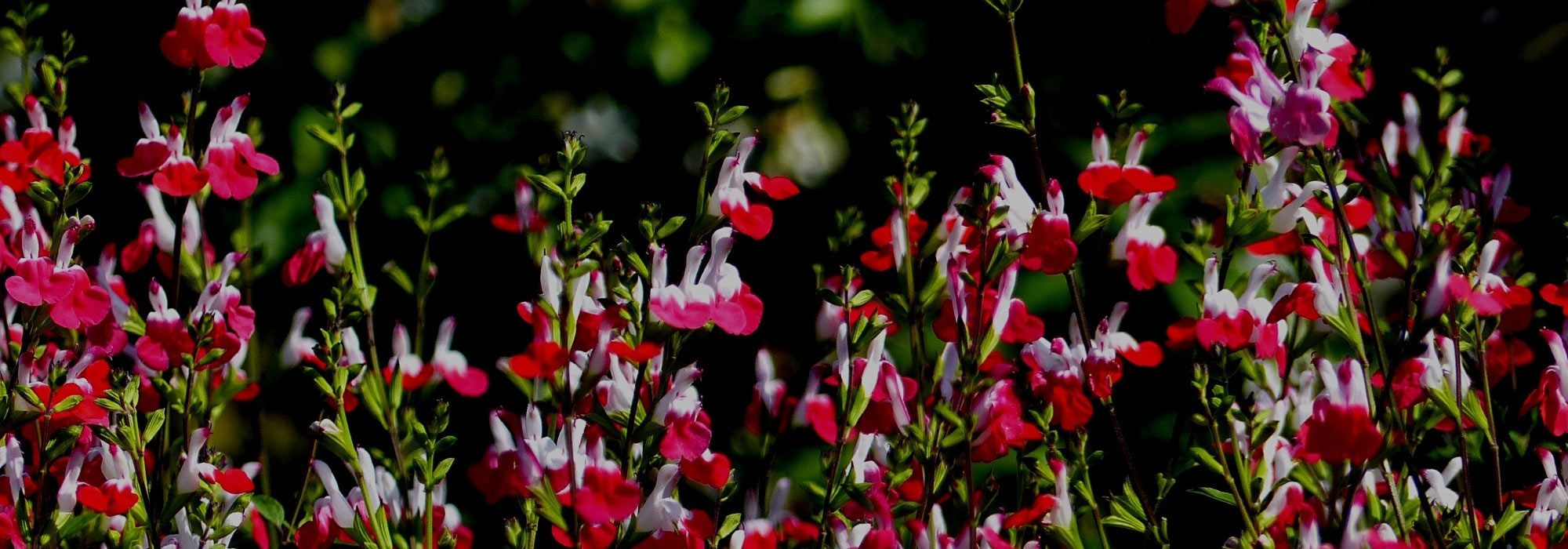 5 salvia para cultivar en maceta