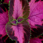 Adopta la tendencia « Barbiecore » en el jardín: ¡rosa y todavía más rosa!