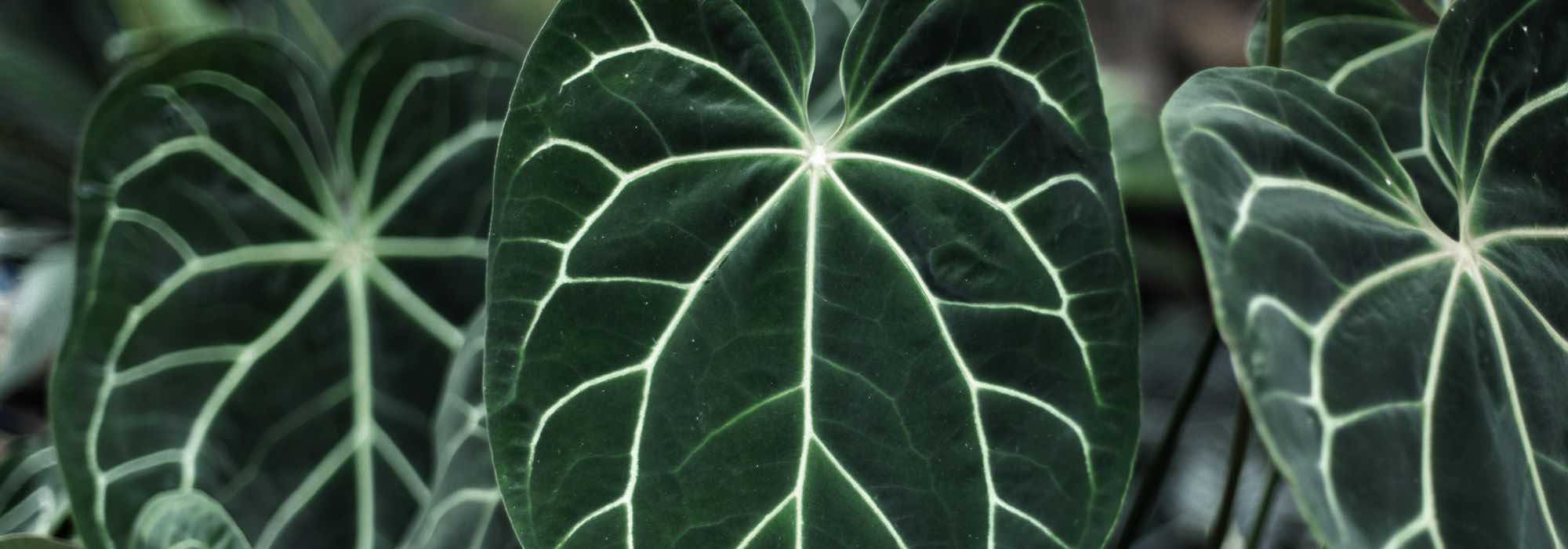 Cultivar el Anthurium