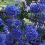 7 arbustos tapizantes que florecen en primavera