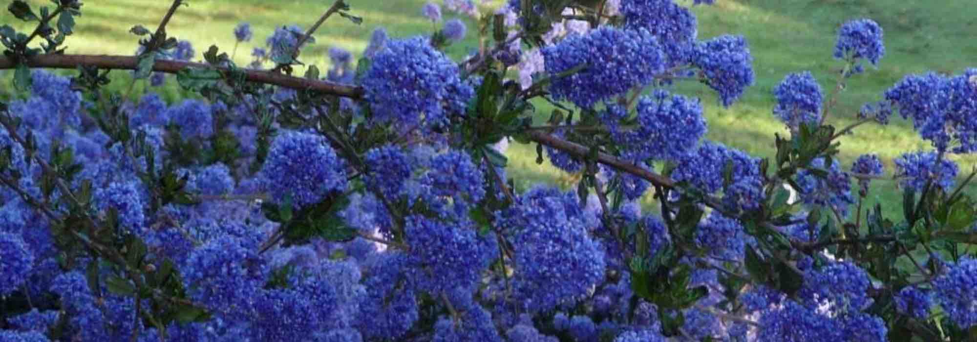 7 arbustos tapizantes que florecen en primavera