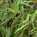 Los mejores arbustos para captar CO2