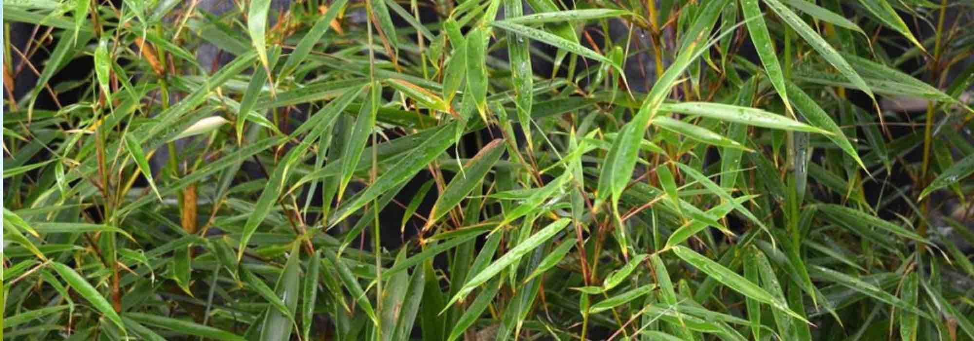 Los mejores arbustos para captar CO2