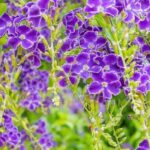 Nuestro top 7 de los arbustos exóticos que florecen en primavera