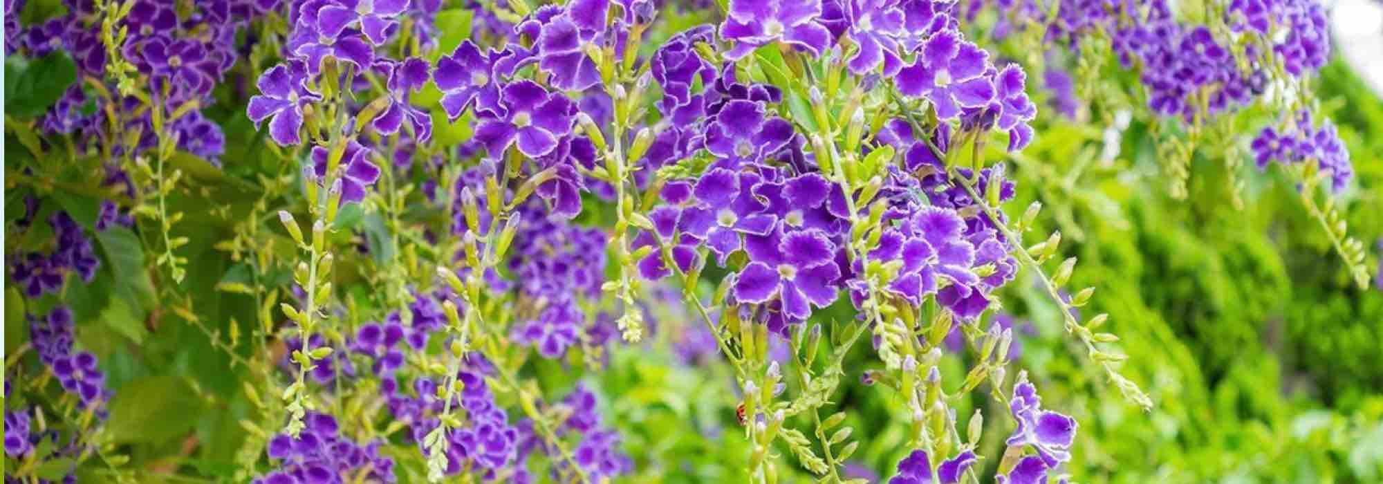 Nuestro top 7 de los arbustos exóticos que florecen en primavera