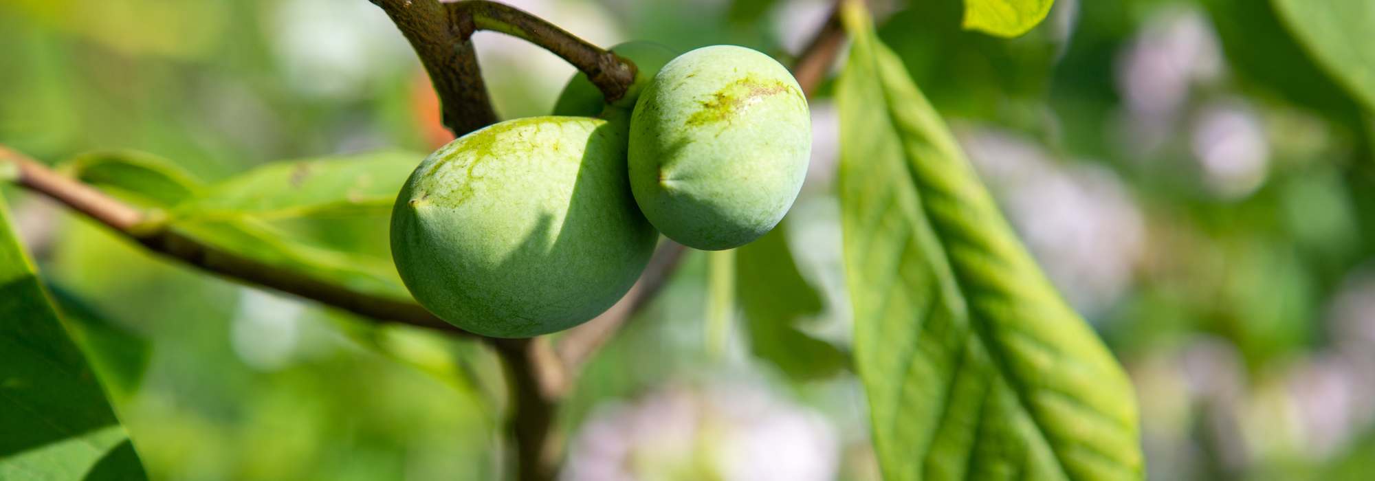 Cómo elegir un asiminier: nuestra guía de compra