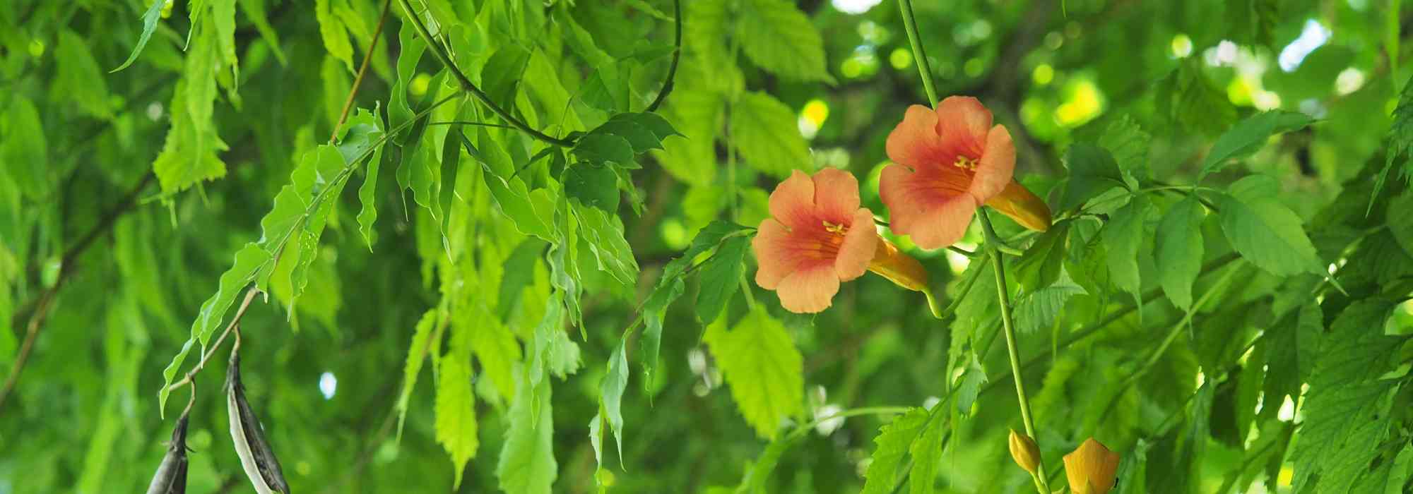 ¿Por qué mi trompeta trepadora no florece?