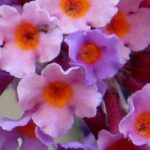 7 Mariposas con follaje perenne