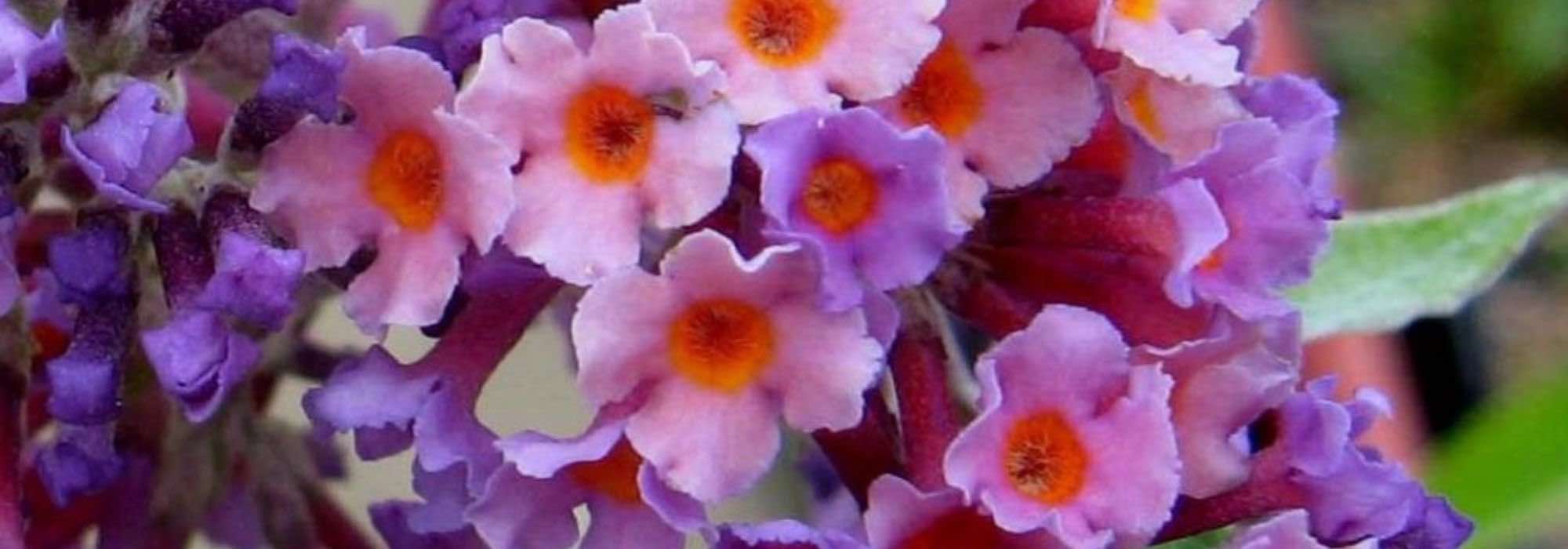 7 Mariposas con follaje perenne