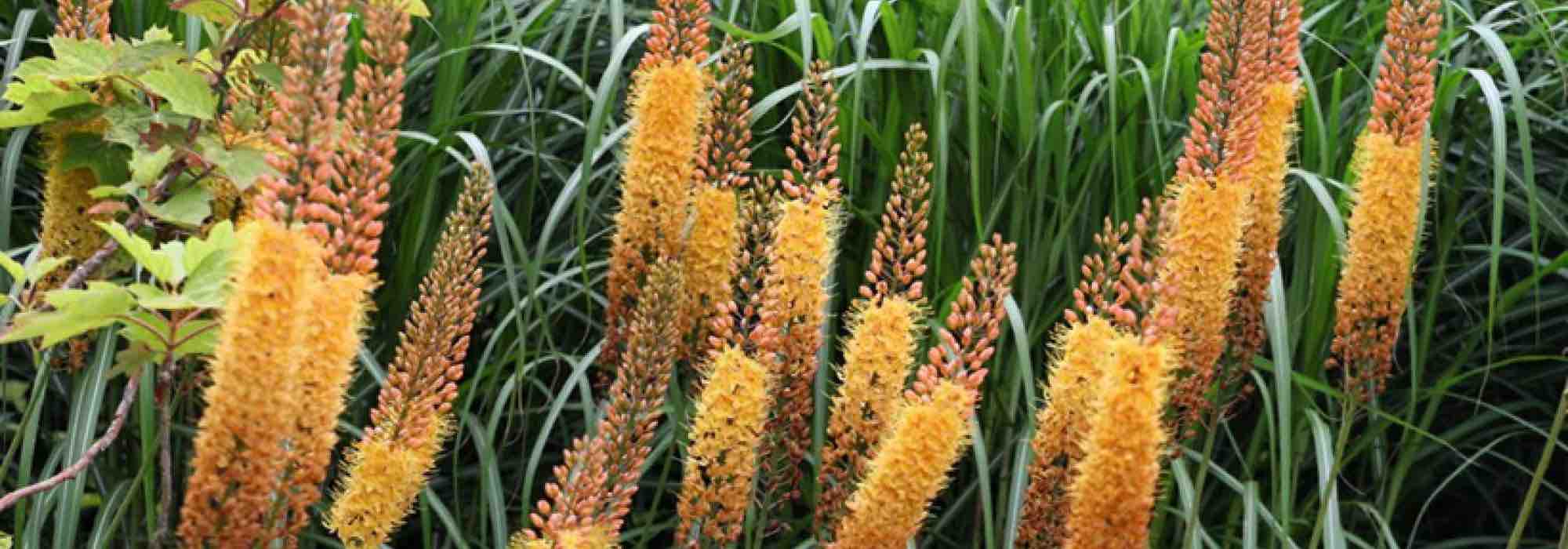 7 bulbos de primavera espectaculares que van a transformar tu jardín