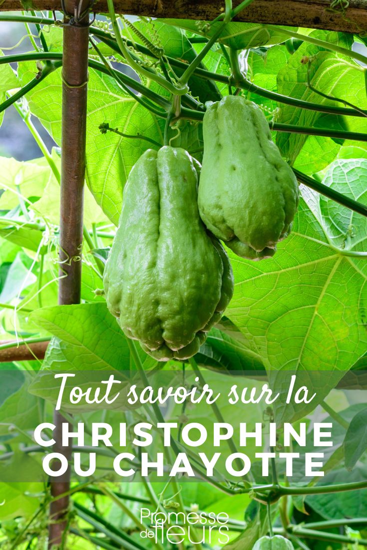 chayote