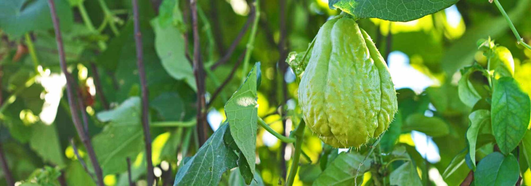 La chayota o chayote: plantar, cuidar y cosechar