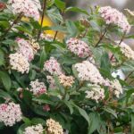 ¿Cómo hacer un seto de Durillo?