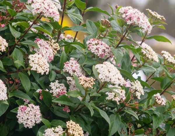 ¿Cómo hacer un seto de Durillo?