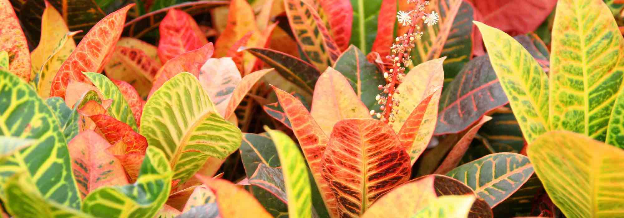 Cultivar el Croton