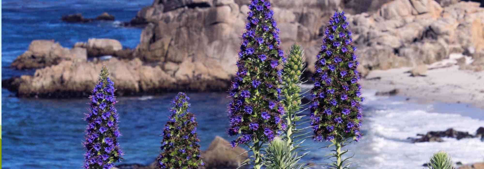 Cultivar un Echium en maceta