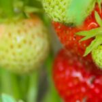 ¿Por qué mis fresas no dan (o dan muy pocos) frutos?