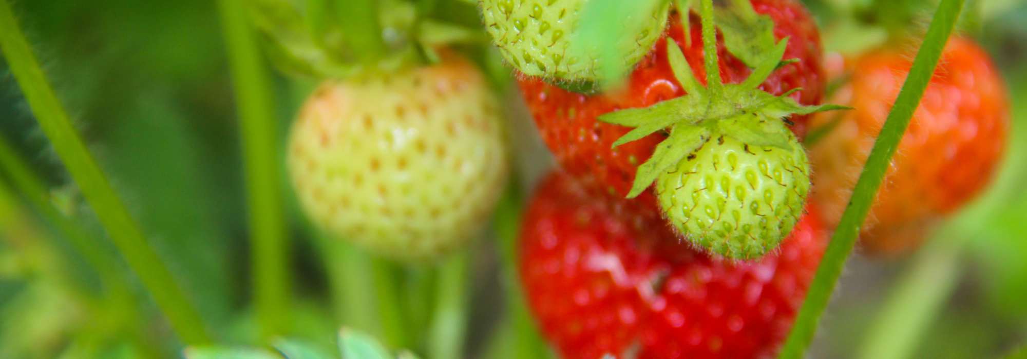 ¿Por qué mis fresas no dan (o dan muy pocos) frutos?