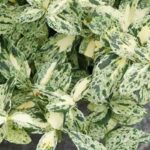 Descubrir: 7 Evónimos con follaje variegado excepcional