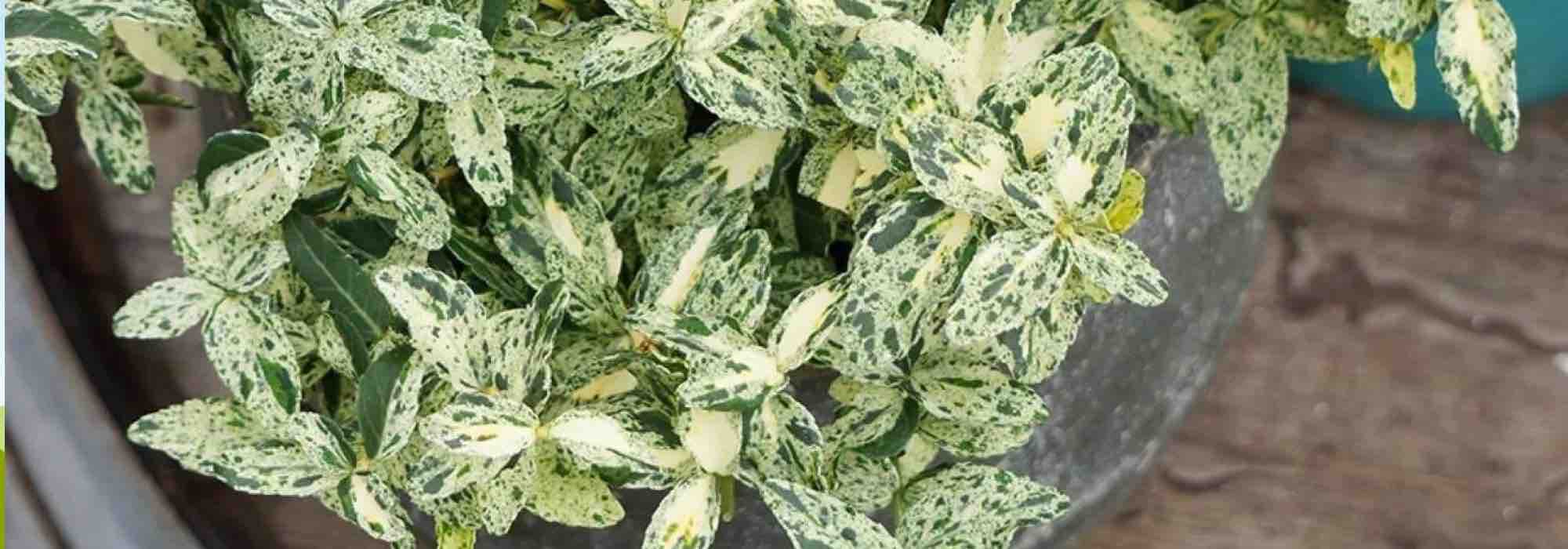 Descubrir: 7 Evónimos con follaje variegado excepcional