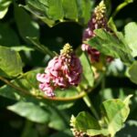 ¿Cómo usar la Glycine tuberosa - Apios americana en la cocina?