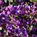 ¿Cómo cultivar la Hardenbergia en maceta?