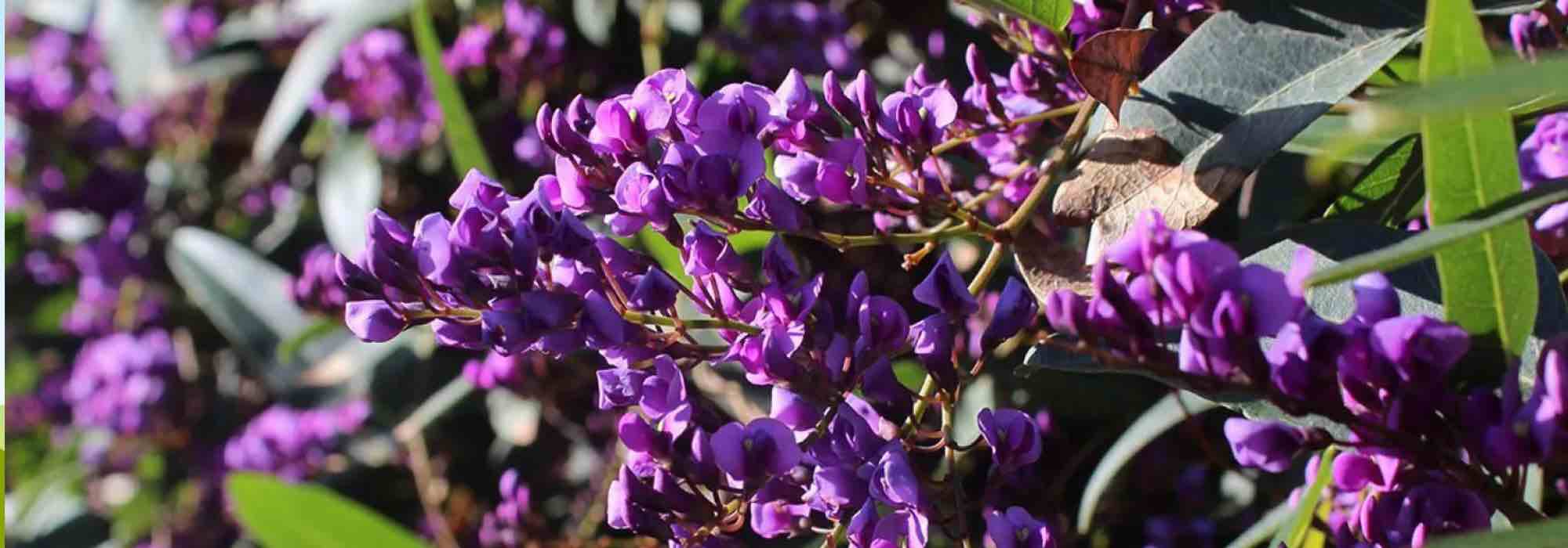 ¿Cómo cultivar la Hardenbergia en maceta?