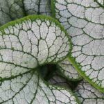 Brunnera alquemila: las variedades más bonitas