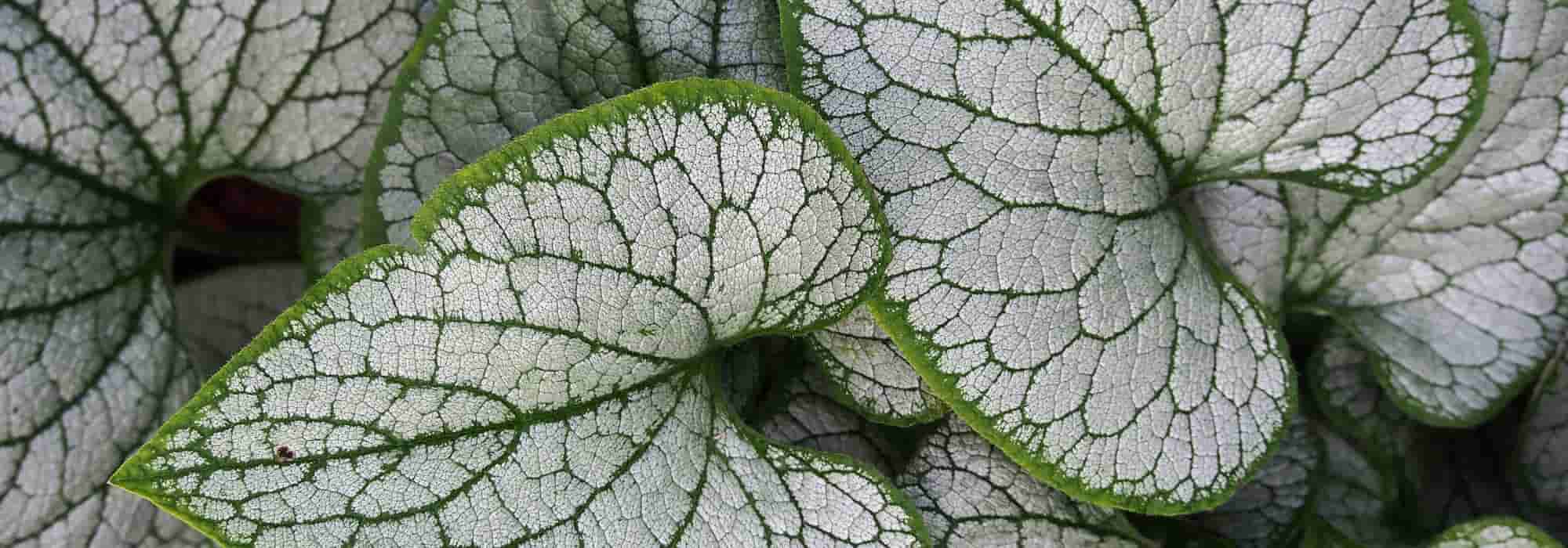 Brunnera alquemila: las variedades más bonitas