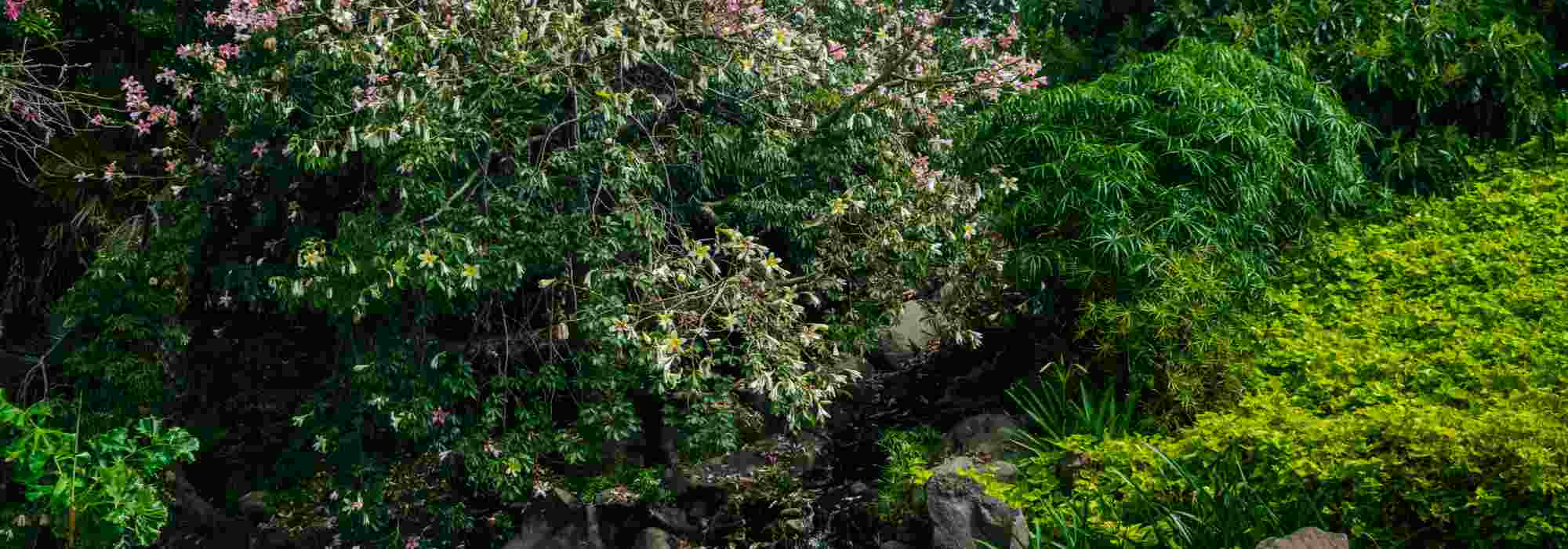 5 arbustos exóticos de flores de invierno