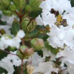 Lilas des Indes, Lagerstroemia: 7 variedades con flores blancas